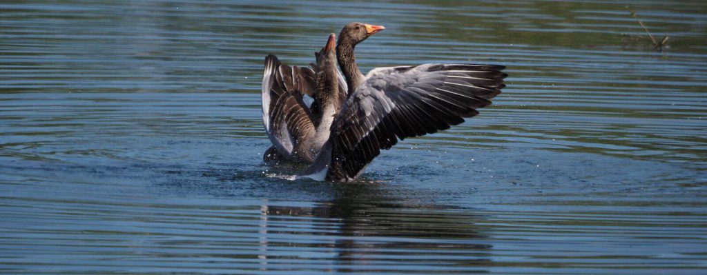 Black geese Fairford