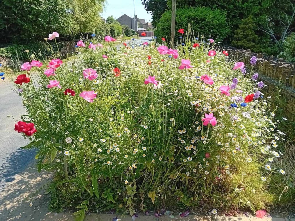wildflowers Fairford