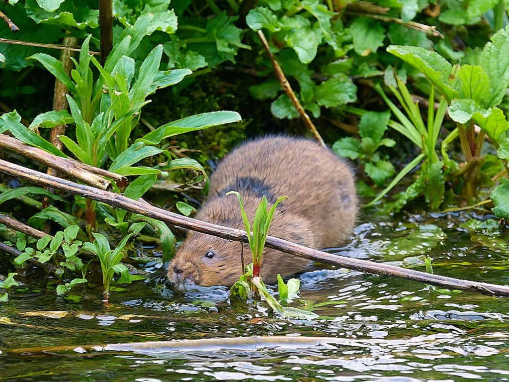 Water vole Fairford