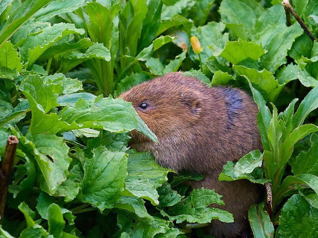 Water vole Fairford