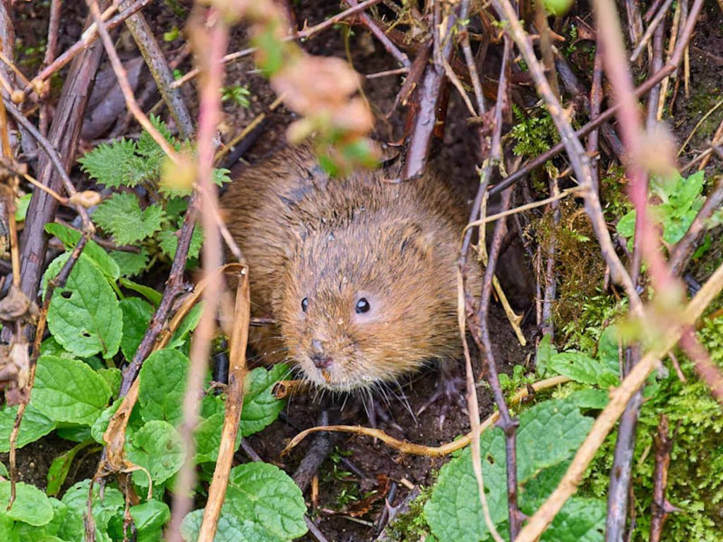Water vole Fairford