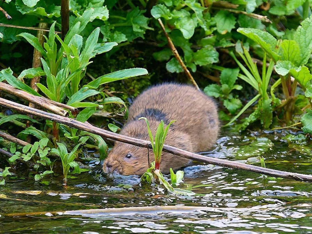 Water vole Fairford
